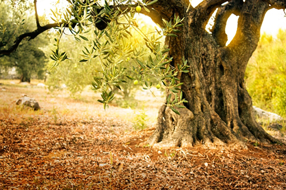 Olive tree. Photo: GNTO, archive