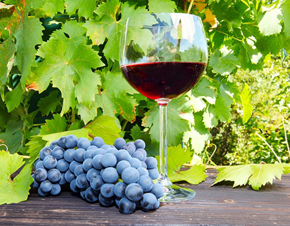 Red wine grapes Photo GNTO Archive